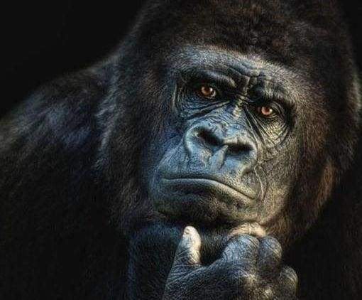Gorilla Diamond Art Kit 40x40